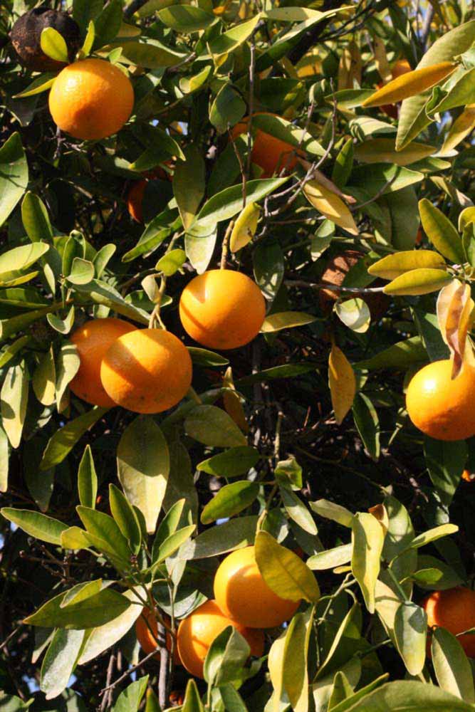            Sun leaves (Riverside, CA)   